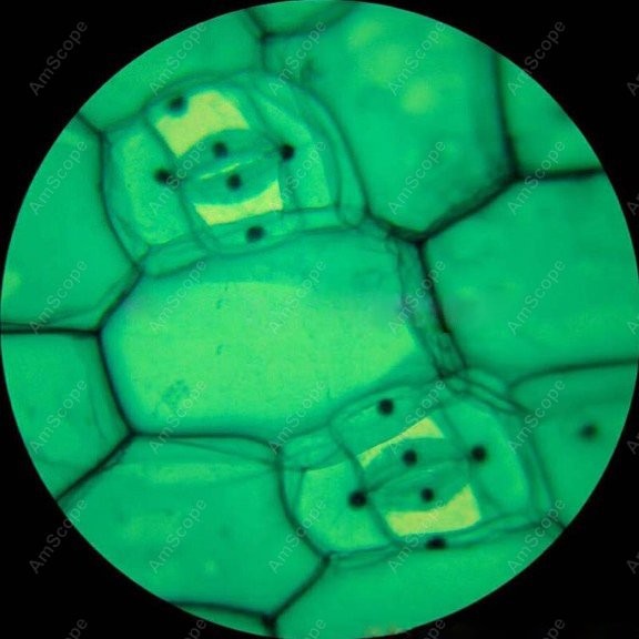 Монокулярный биологический мик – обзор и цена Microscope Compound 40X
